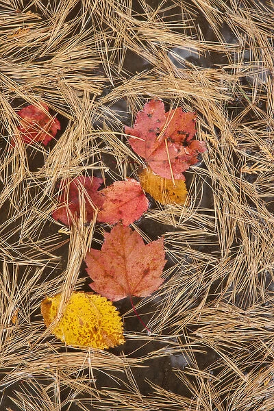 USA, Michigan, Upper Peninsula. Maple and birch leaves float in pool of White Pine needles