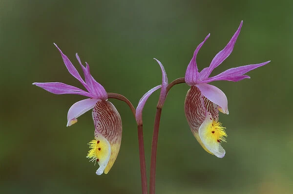 USA, Michigan, Upper Peninsula, Pair of calypso orchids. Credit as: Mark Carlson