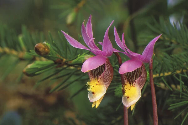 USA, Michigan, Upper Peninsula, Pair of calypso orchids in front of balsam fir. Credit as