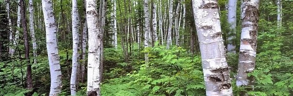 USA, Michigan, Upper Peninsula. Paper birch forests cover much of the Upper Peninsula in Michigan