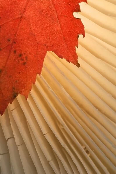 USA, Michigan, Upper Peninsula. Red maple leaf and mushroom gill