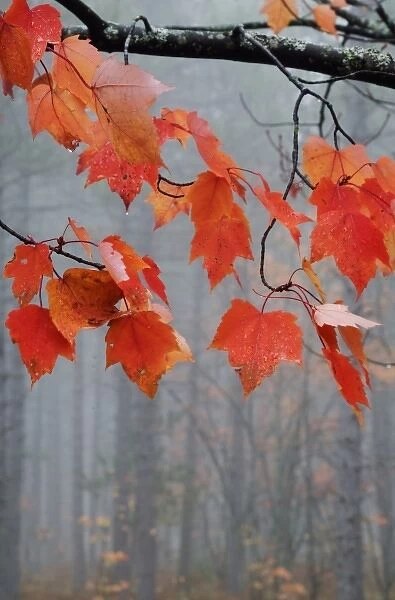 USA, Michigan, Upper Peninsula. Red maple leaves hang from limb in foggy forest