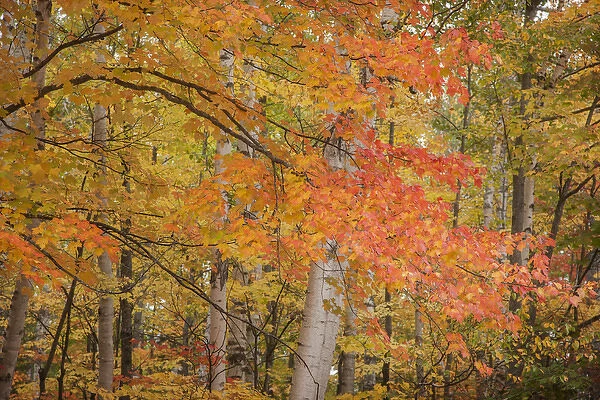 USA, Michigan, Upper Peninsula. Red maple trees in autumn color