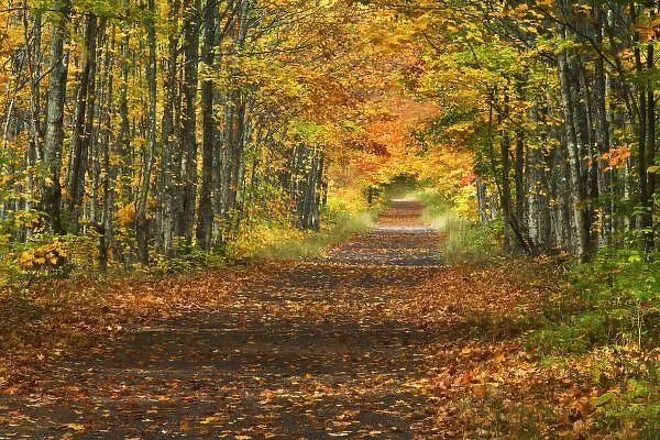USA, Michigan, Upper Peninsula. Roadway into fall foliage