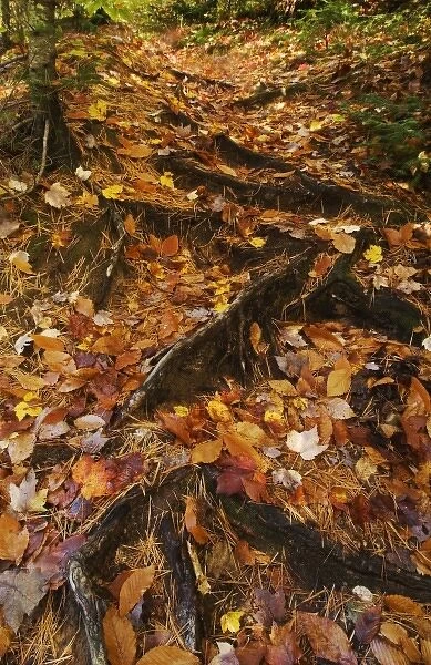 USA, Michigan, Upper Peninsula. Roots of trees with carpet of fallen leaves in autumn