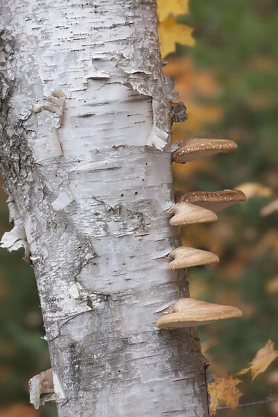 USA, Michigan, Upper Peninsula. Shelf mushrooms on birch tree