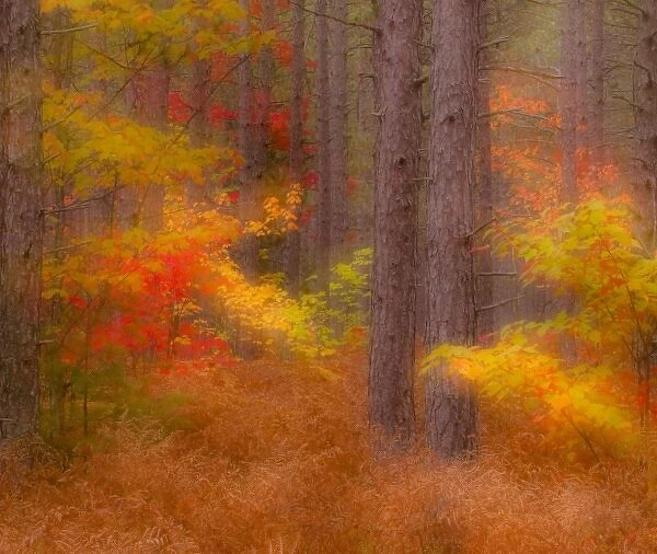 USA, Michigan, Upper Peninsula. Soft focus of a forest in autumn color