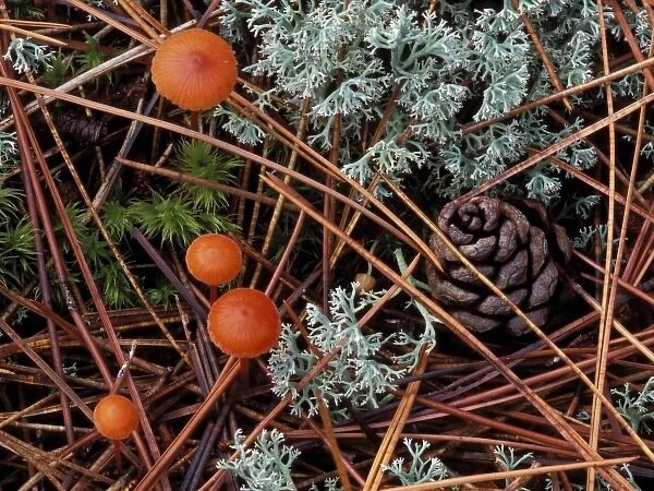 USA, Michigan, Upper Peninsula, Vermilion Hygrophorus mushrooms, reindeer lichen