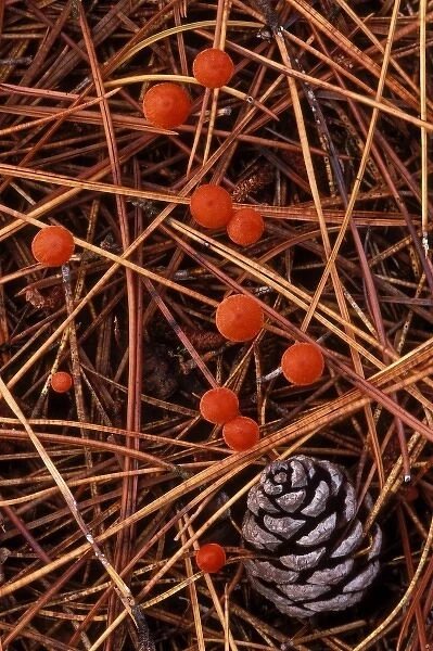 USA, Michigan, Upper Peninsula, Vermilion hygrophorus mushrooms amid fallen red pine needles