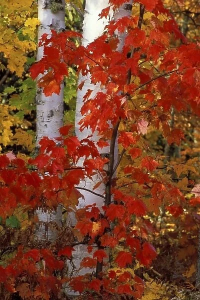 USA, Michigan, Upper Peninsula, White paper birch tree trunks surrounded by maple