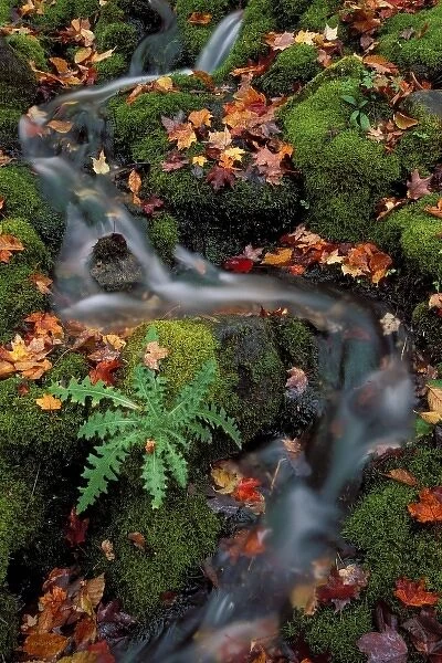 USA, Michigan, Waterfall through mossy cover and autumn leaves