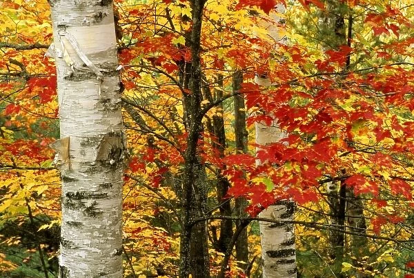 USA, Michigan. White paper birch tree trunks amid red maple leaves in autumn color