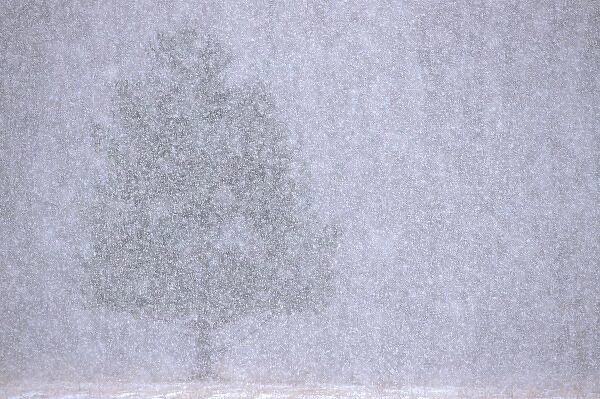 USA, Michigan, White pine made almost invisible by heavy snow squall