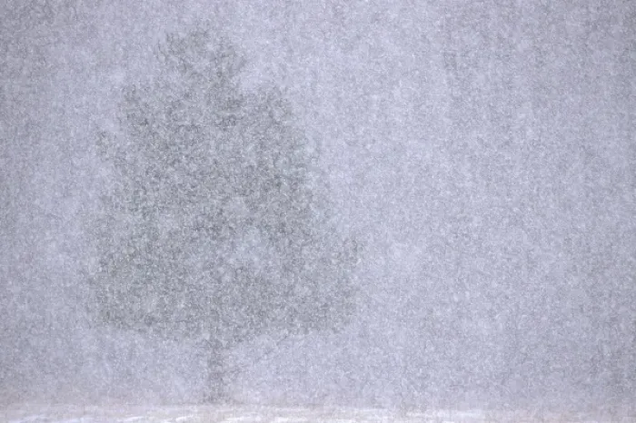 Framed Print : USA, Michigan, White pine made almost invisible by heavy snow squall Framed Print : USA, Michigan, White pine made almost invisible by heavy snow squall