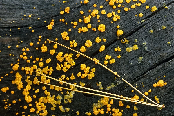 USA, Michigan. White pine needle cluster and yellow jelly fungus on fallen log. Credit as