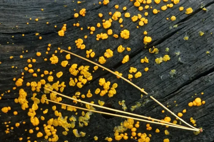 Framed Print : USA, Michigan. White pine needle cluster and yellow jelly fungus on fallen log. Credit as