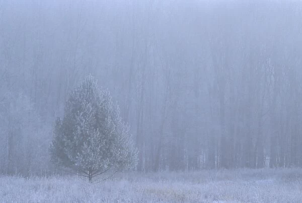 USA, Michigan. White pine tree in frosty, foggy meadow