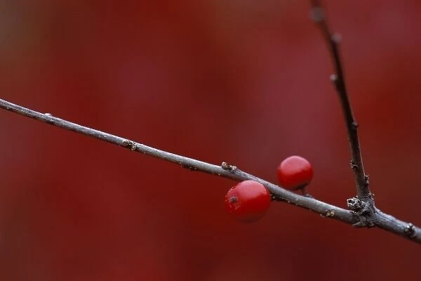 USA, Michigan, Two winterberry holly berries on leafless stem in autumn