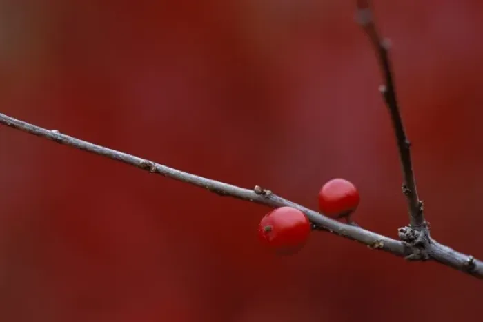 Framed Print : USA, Michigan, Two winterberry holly berries on leafless stem in autumn Framed Print : USA, Michigan, Two winterberry holly berries on leafless stem in autumn