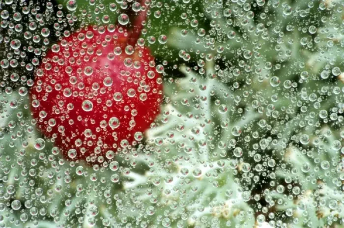 Framed Print : USA, Michigan. Wintergreen berry and reindeer lichen reflect in dew-covered strands Framed Print : USA, Michigan. Wintergreen berry and reindeer lichen reflect in dew-covered strands