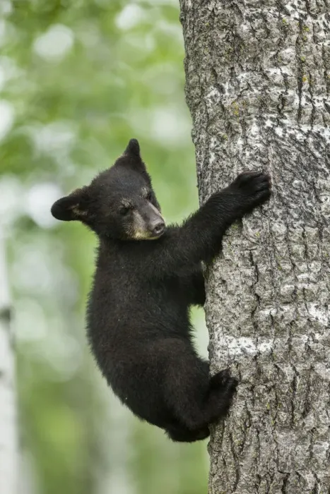 Framed Print : USA, Minnesota. Black bear cub climbing tree Framed Print : USA, Minnesota. Black bear cub climbing tree