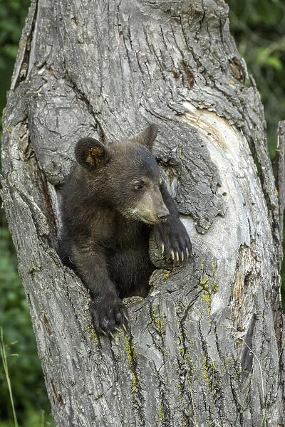 USA, Minnesota. Black bear cub inside tree hole