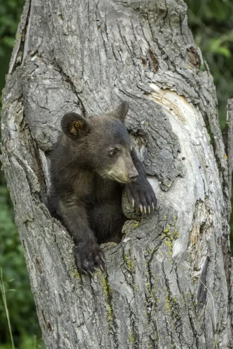 Framed Print : USA, Minnesota. Black bear cub inside tree hole Framed Print : USA, Minnesota. Black bear cub inside tree hole