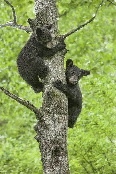 Framed Print : USA, Minnesota. Black bear cubs climbing tree Framed Print : USA, Minnesota. Black bear cubs climbing tree