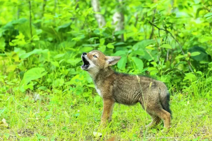 Framed Print : USA, Minnesota. Captive coyote pup howling