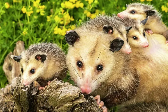 Framed Print : USA, Minnesota. Captive opossum mother carrying babies on back Framed Print : USA, Minnesota. Captive opossum mother carrying babies on back