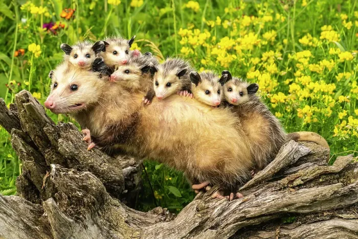 Framed Print : USA, Minnesota. Captive opossum mother carrying babies on back Framed Print : USA, Minnesota. Captive opossum mother carrying babies on back