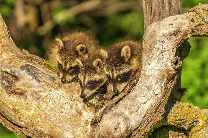 Framed Print : USA, Minnesota. Captive young raccoons on tree