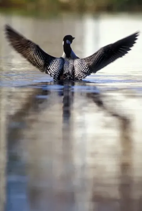Framed Print : USA, Minnesota, Common Loon, Wing Streach, Leech Lake Framed Print : USA, Minnesota, Common Loon, Wing Streach, Leech Lake