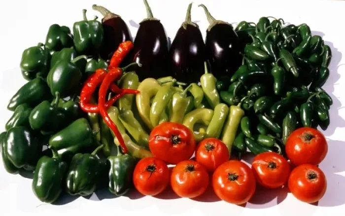 Framed Print : USA, Minnesota, Fall Harvest of Tomatoes, Peppers and Egg Plant Framed Print : USA, Minnesota, Fall Harvest of Tomatoes, Peppers and Egg Plant