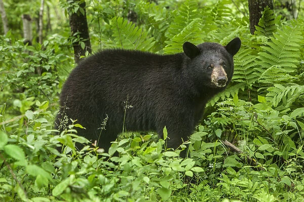 USA, Minnesota. Female black bear in bushes