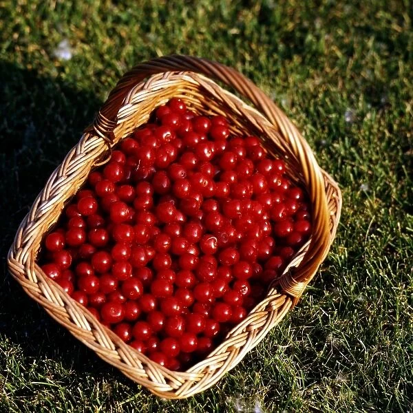 USA, Minnesota, Fruit, Cherries, Mountmorency in Wicker Basket