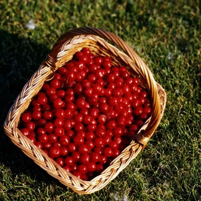 Framed Print : USA, Minnesota, Fruit, Cherries, Mountmorency in Wicker Basket Framed Print : USA, Minnesota, Fruit, Cherries, Mountmorency in Wicker Basket