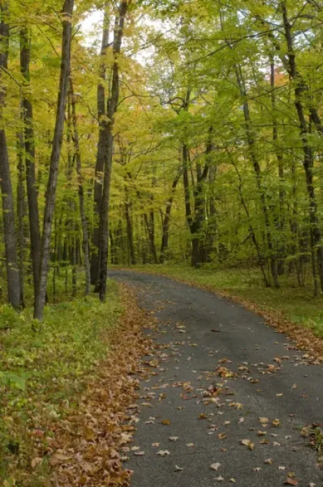 Framed Print : USA, Minnesota, Itasca State Park. Fall leaves on a bike path