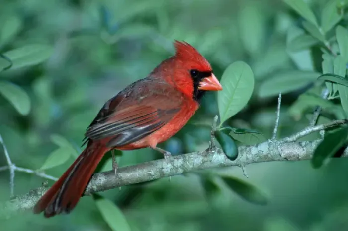 Framed Print : 05. USA, Minnesota, Mendota Heights, Cardinalis cardinalis, Cardinal, Male Framed Print : 05. USA, Minnesota, Mendota Heights, Cardinalis cardinalis, Cardinal, Male