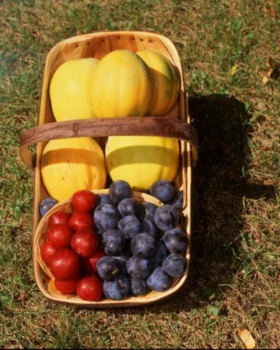 Framed Print : USA, Minnesota, Mendota Heights, Casaba Melons and Superior and Mount Royal Plums Framed Print : USA, Minnesota, Mendota Heights, Casaba Melons and Superior and Mount Royal Plums