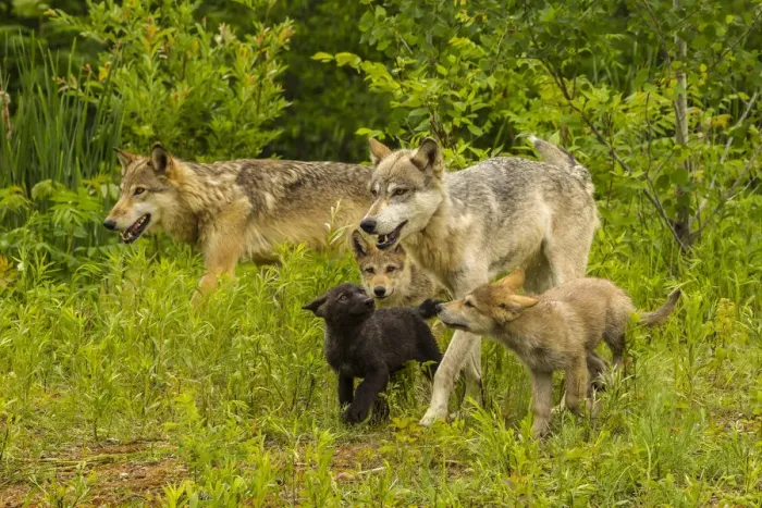Framed Print : USA, Minnesota, Pine County. Adult wolves and pups. Credit as Framed Print : USA, Minnesota, Pine County. Adult wolves and pups. Credit as