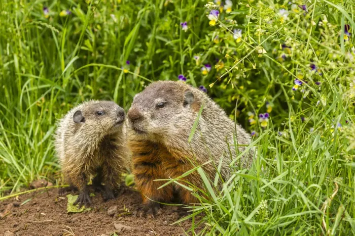 Framed Print : USA, Minnesota, Pine County. Adult woodchuck and kits. Credit as