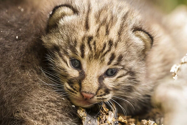 USA, Minnesota, Pine County. Bobcat kitten close-up. Credit as