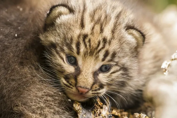 Framed Print : USA, Minnesota, Pine County. Bobcat kitten close-up. Credit as Framed Print : USA, Minnesota, Pine County. Bobcat kitten close-up. Credit as