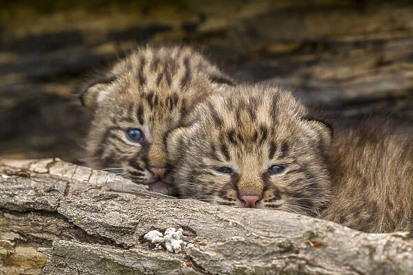 USA, Minnesota, Pine County. Bobcat kittens close-up. Credit as