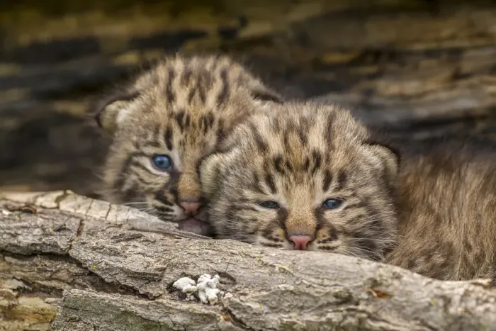 Framed Print : USA, Minnesota, Pine County. Bobcat kittens close-up. Credit as Framed Print : USA, Minnesota, Pine County. Bobcat kittens close-up. Credit as