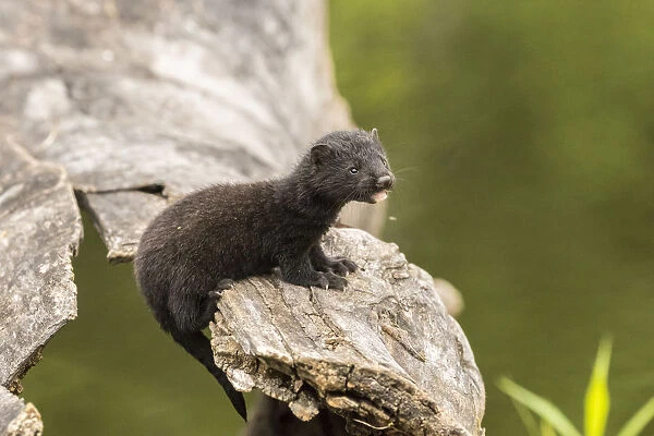 USA, Minnesota, Pine County. Captive adult mink