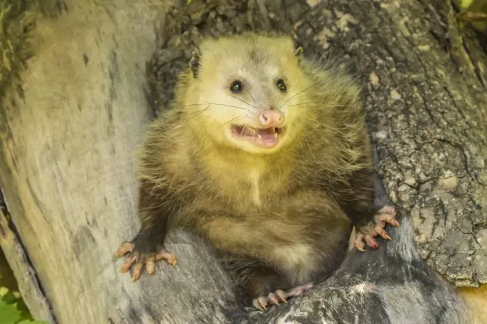 Framed Print : USA, Minnesota, Pine County. Captive adult opossum Framed Print : USA, Minnesota, Pine County. Captive adult opossum