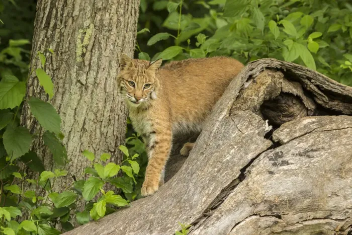 Framed Print : USA, Minnesota, Pine County. Captive bobcat
