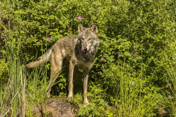 Framed Print : USA, Minnesota, Pine County. Captive gray wolf adult Framed Print : USA, Minnesota, Pine County. Captive gray wolf adult